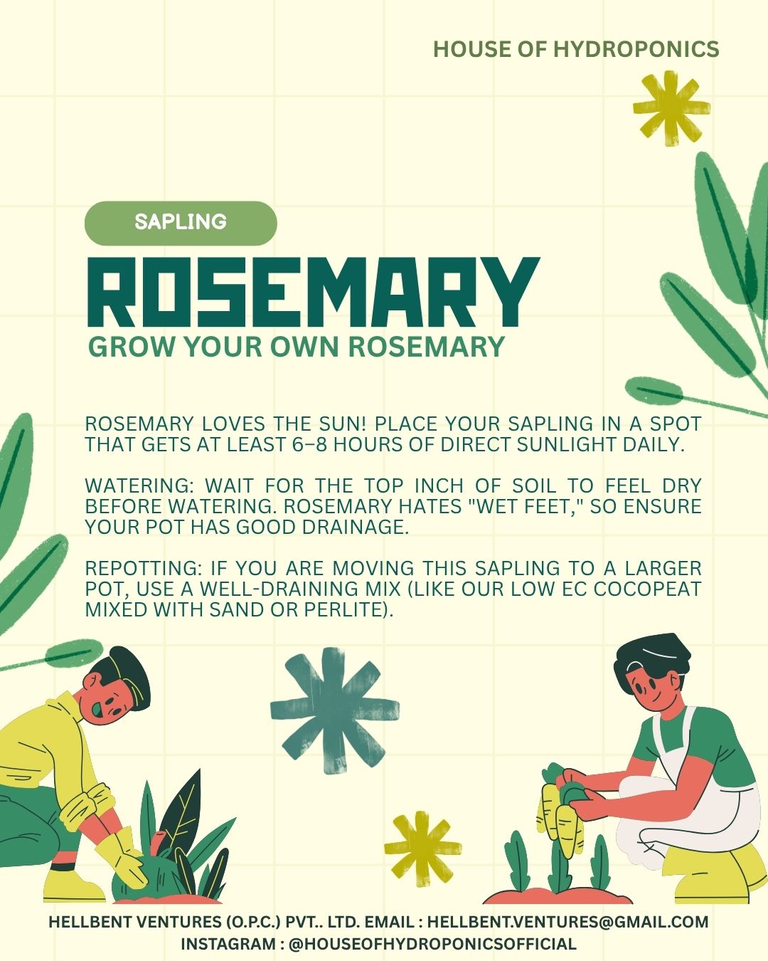 Potted Rosemary Plant 6 Nos | Rosmarinus officinalis Herb Plant for Home Garden, Balcony & Kitchen Gardening | Aromatic Medicinal Herb for Hair Care & Indoor Outdoor Growing