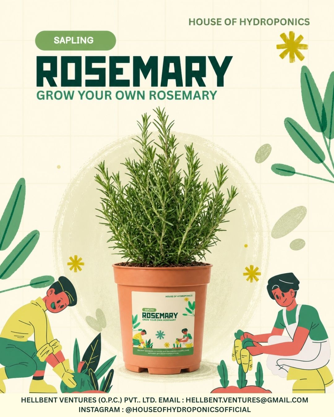 Potted Rosemary Plant 6 Nos | Rosmarinus officinalis Herb Plant for Home Garden, Balcony & Kitchen Gardening | Aromatic Medicinal Herb for Hair Care & Indoor Outdoor Growing