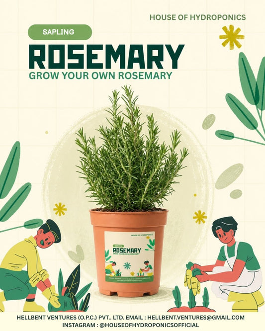 Rosemary Plant 1 Nos | Rosmarinus officinalis Herb Plant for Home Garden, Balcony & Kitchen Gardening | Aromatic Medicinal Herb for Hair Care & Indoor Outdoor Growing